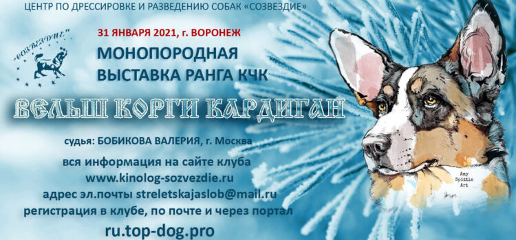 31 января 2021 Закрытое зоотехническое мероприятие — Монопородная выставка ранга КЧК вельш корги кардиган 31 января 2021 Закрытое зоотехническое мероприятие — Монопородная выставка ранга КЧК вельш корги кардиган