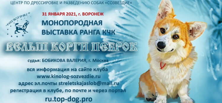 31 января 2021 Закрытое зоотехническое мероприятие — Монопородная выставка ранга КЧК вельш корги пемброк 31 января 2021 Закрытое зоотехническое мероприятие — Монопородная выставка ранга КЧК вельш корги пемброк
