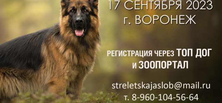 17 сентября 2023 Монопородная выставка Немецкая овчарка ранг КЧК
